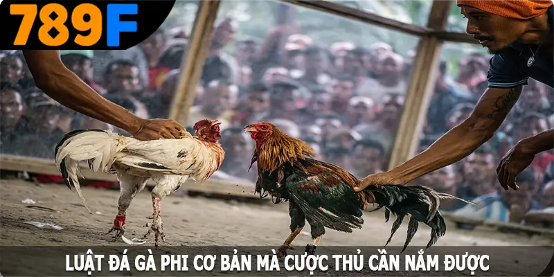 Luật đá gà Phi cơ bản mà cược thủ cần nắm được